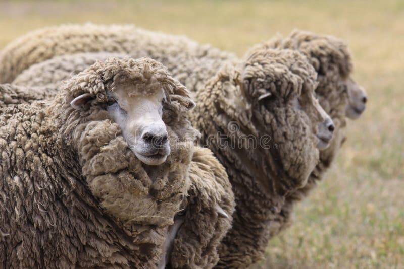 A Closeup View of Australian Sheep with Merino Wool Stock Image Image