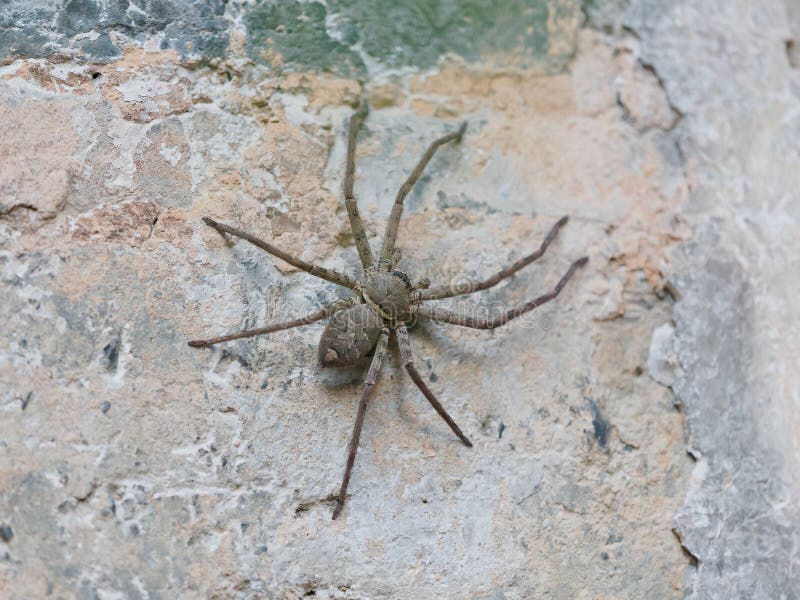 Closeup view of a big spider stay on wall royalty free stock image Closeup view of a big spider stay on wall royalty free stock image