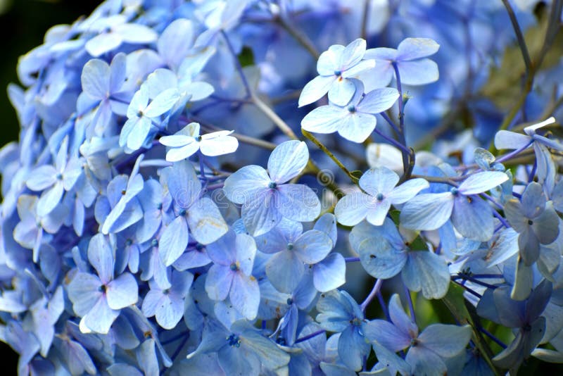 Closeup View of Blue Color Ornamental Flower Stock Image - Image of  agricultural, ixora: 150082045