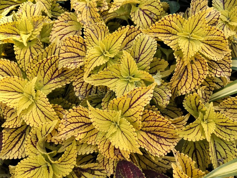 Closeup View of Coleus Plants for Multipurpose Use Stock Photo Image of leaf, flower 279308040