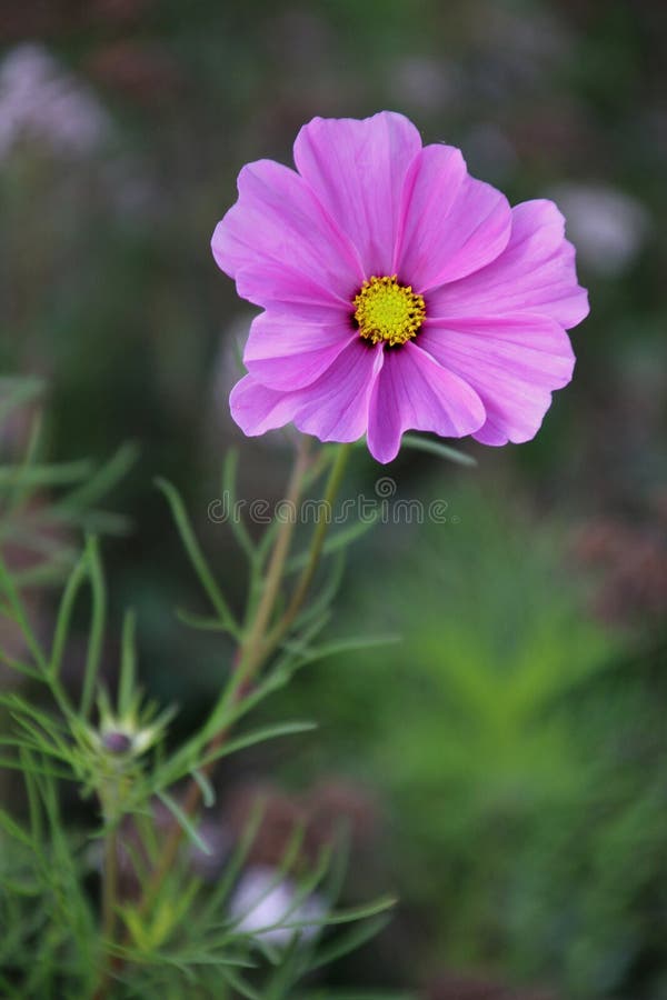 A Pink Cosmos Flower (Cosmos Bipinnatus) Stock Photo - Image of plant ...