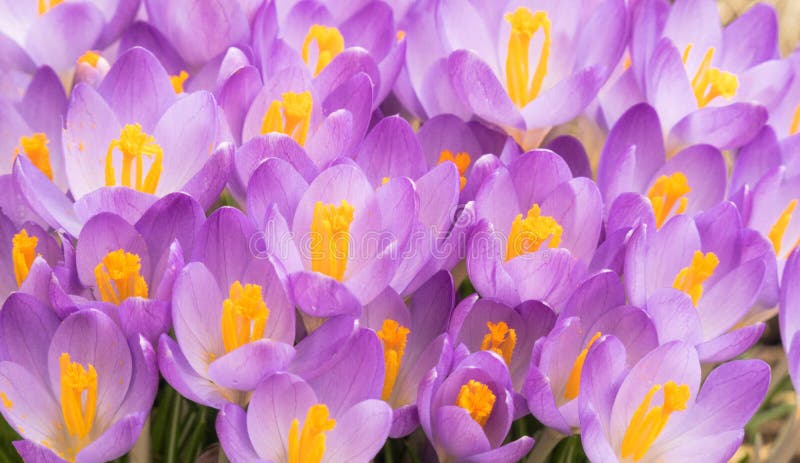 Closeup view group of open purple Crocus flowers  showing yellow stamens, upstate rural New York Springtime. Closeup view group of open purple Crocus flowers  showing yellow stamens, upstate rural New York Springtime