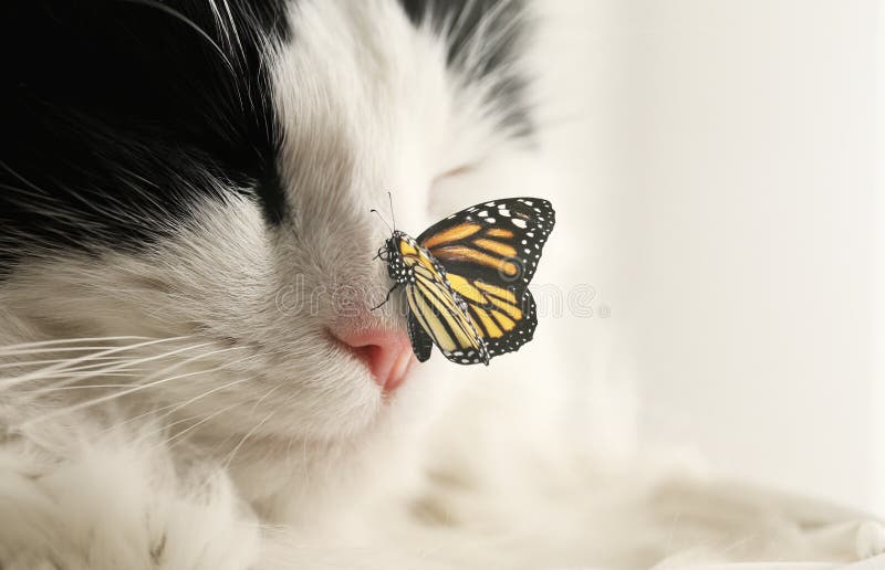 Cat And Butterfly Images - aku-pk