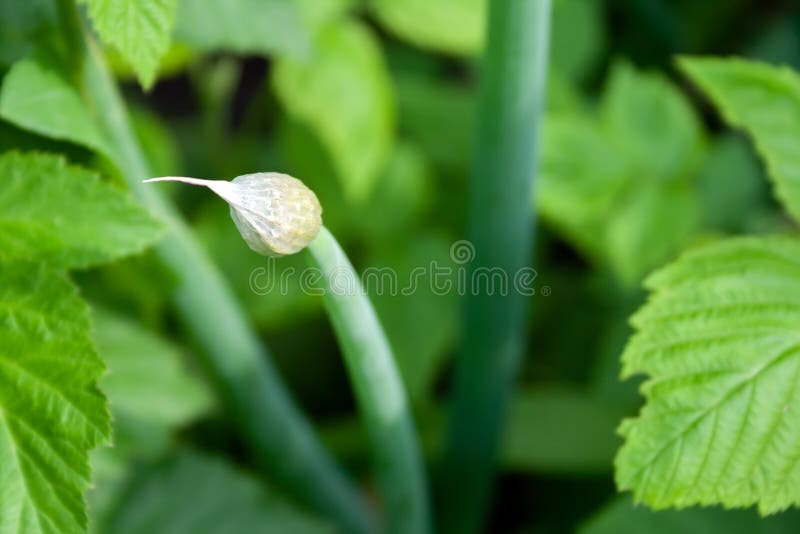 Closeup view of garlic growing on a bed with a closed white bud on top against a blurred background of green leaves stock photography Closeup view of garlic growing on a bed with a closed white bud on top against a blurred background of green leaves stock photography