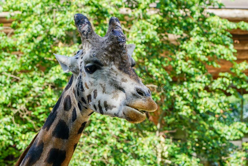 Closeup view of a giraffe against green foliage royalty free stock image Closeup view of a giraffe against green foliage royalty free stock image