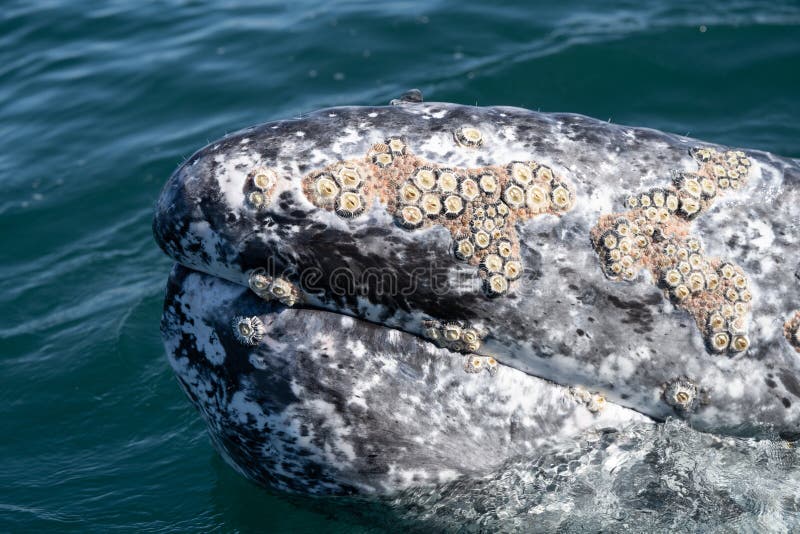 commensalism barnacles and whales