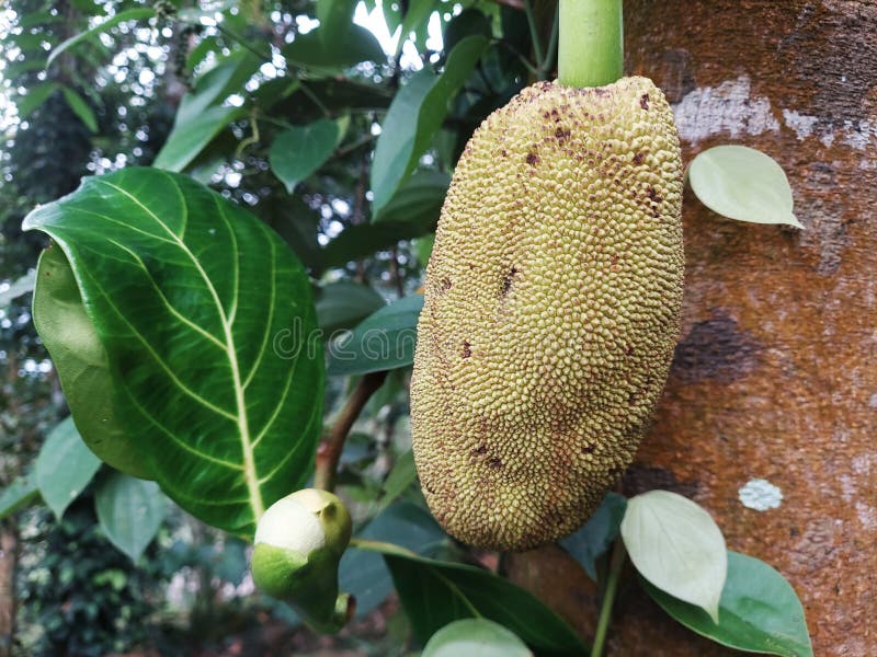 1,969 Jackfruit Flower Stock Photos Free & RoyaltyFree Stock Photos