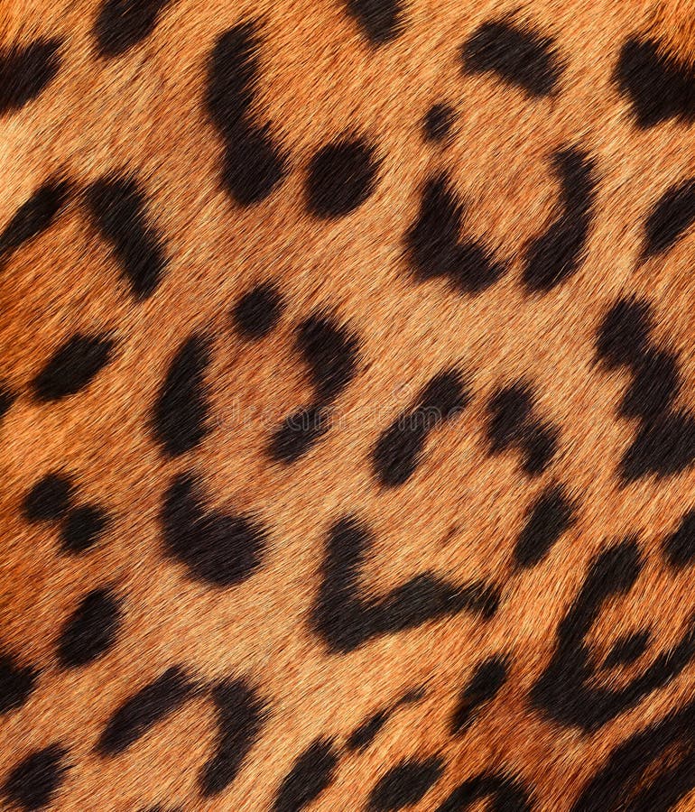 Detail of a jaguar skin stock photo. Image of animal 29859648