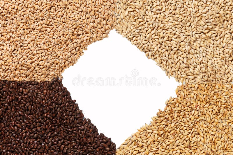 Closeup view of 4 kinds of Malt Grains. Ingredient for beer. Background texture. Ideal for commercial. Backdrop image. Empty stock photo