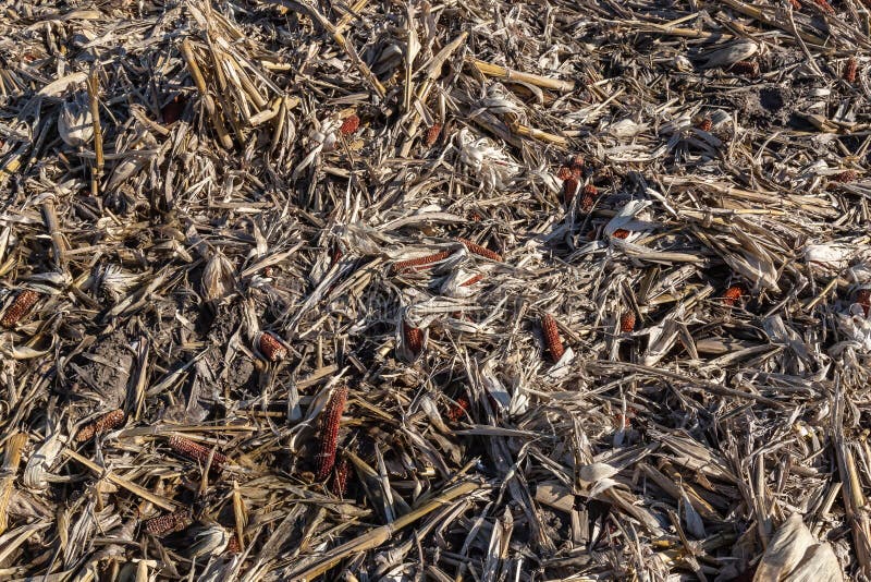 Closeup view of post harvest corn field stock photos Closeup view of post harvest corn field stock photos