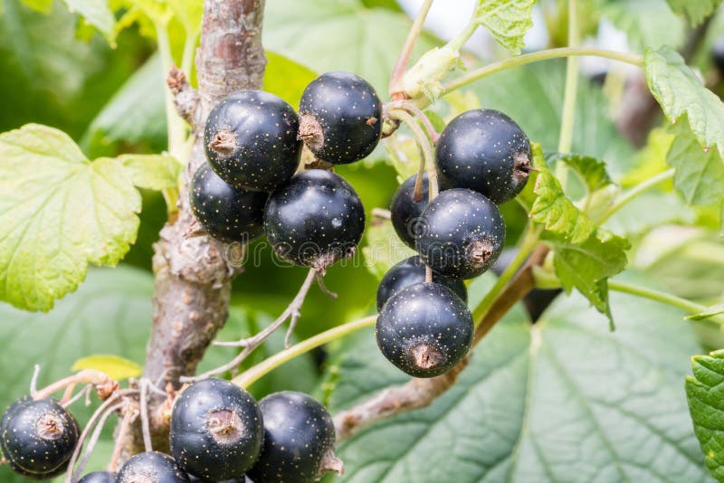 Closeup view of ripe black currant berry on the branch. royalty free stock images