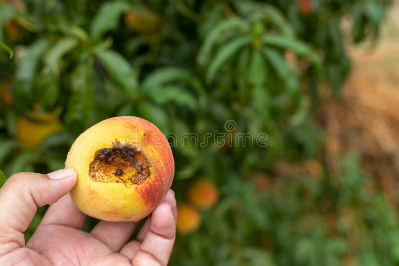 Closeup View of a Rotten Peach Examining for Fruit Infection Stock