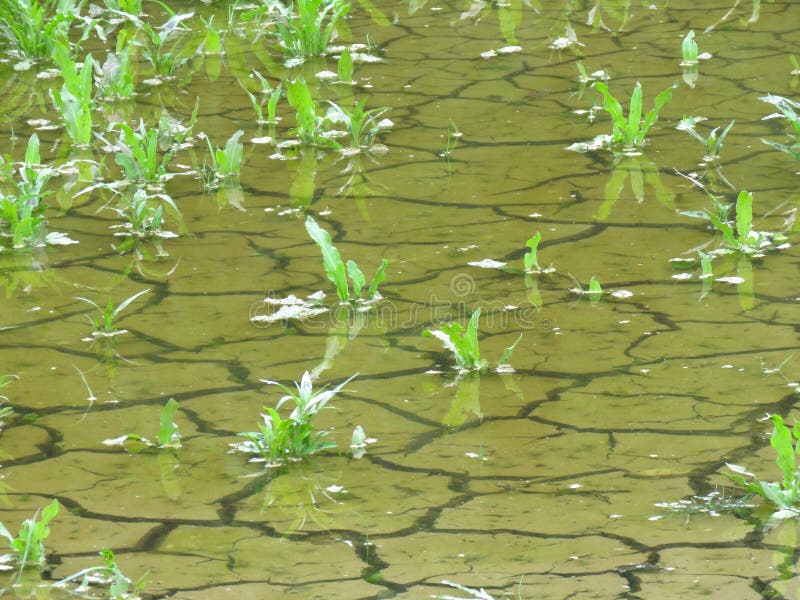 Cracked lake bottom, green transparent water and plants. royalty free stock photography