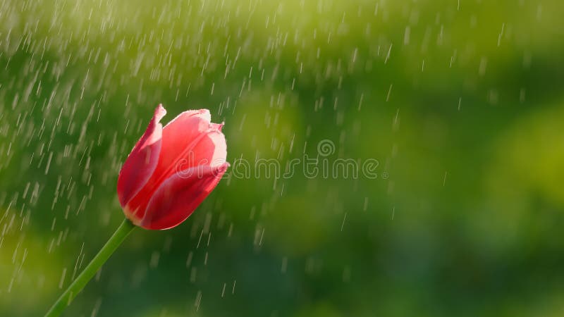 Closeup view of tulip under spraying water royalty free stock photo