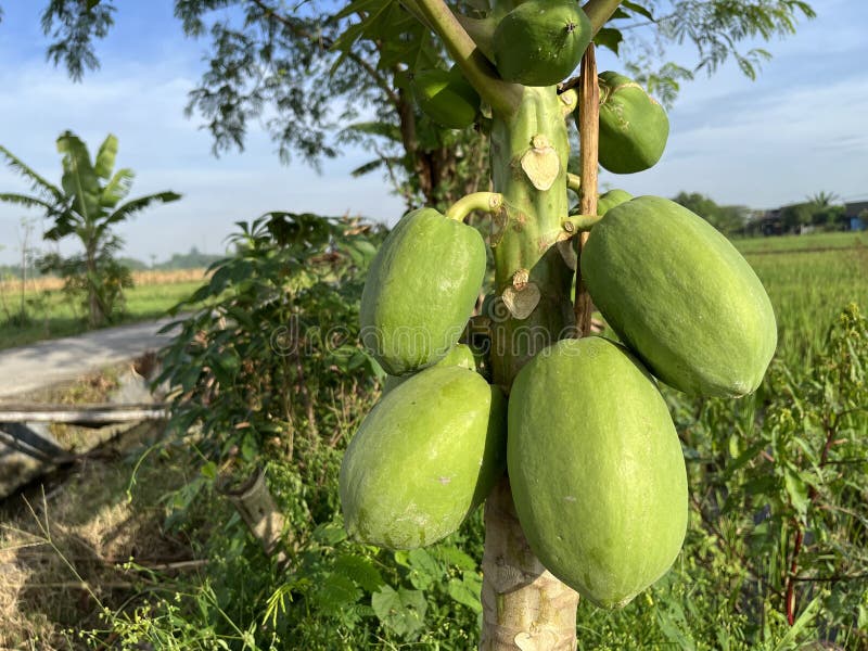 Closeup View of Unripe Fresh Green Papaya on the Tree. Stock Photo