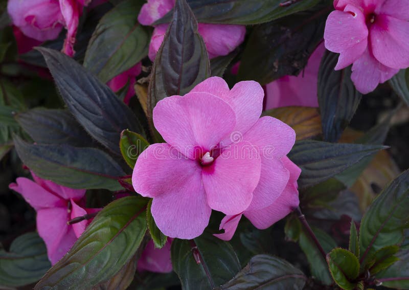 New Guinea Impatiens Images – Browse 111 Stock Photos, Vectors, and Video