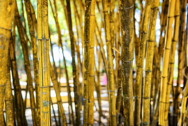 Closeup view of yellow stalks in beautiful tropical bamboo grove. In Da Lat city (Dalat), Vietnam. Shallow DOF royalty free stock photo