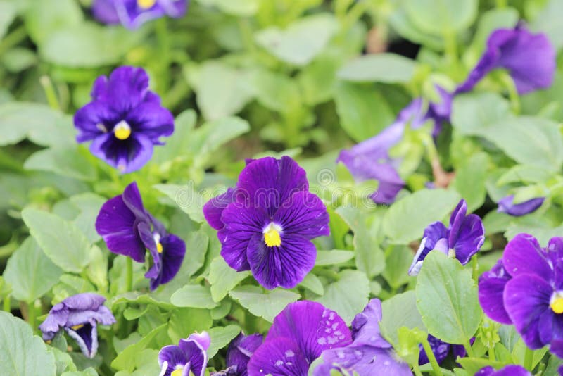 Violas or Pansies stock image. Image of flowerbed, flower 22972577
