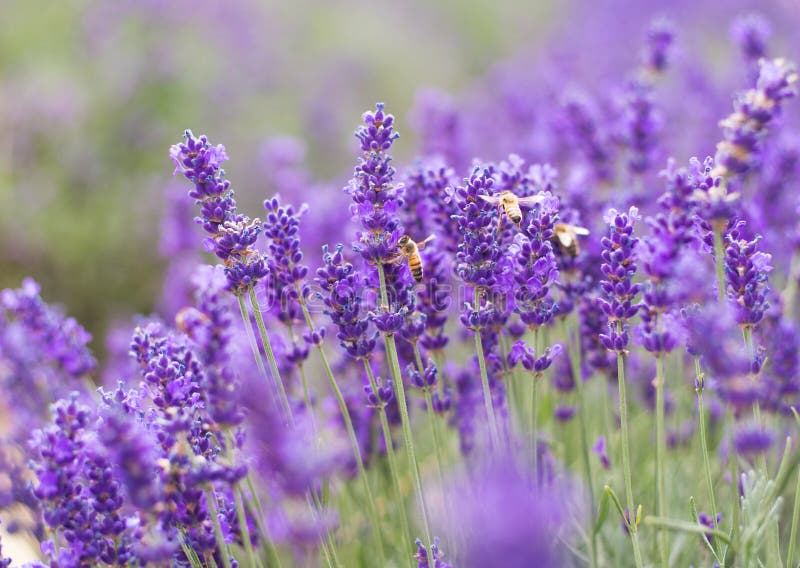 Closeup Violet Lavender Flowers with Bee on Field. French Lavender in the  Garden, Soft Light Effect Stock Photo - Image of delicacy, freshness:  178654598