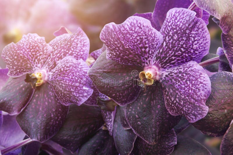 2,210 Violet Vanda Stock Photos - Free & Royalty-Free Stock Photos from  Dreamstime