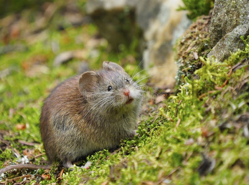 Closeup of a Vole stock photography