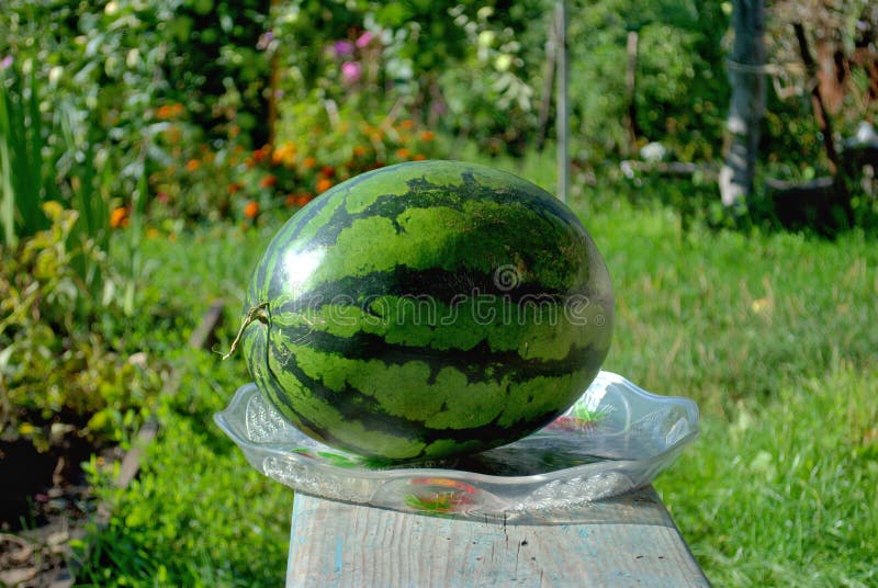 Closeup watermelon lies in a plate on a wooden bench on a blurred background of a blooming garden. royalty free stock photo Closeup watermelon lies in a plate on a wooden bench on a blurred background of a blooming garden. royalty free stock photo