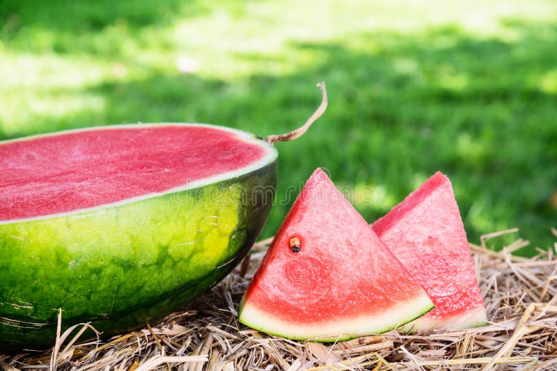 Closeup of Watermelon on Yellow Straw Stock Image Image of white