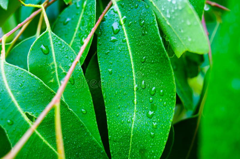 Closeup of Wet Eucalyptus Leaves Stock Image Image of close, closeup
