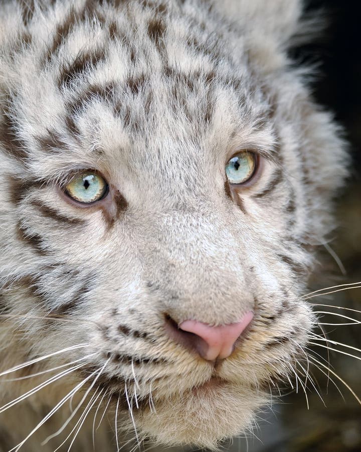 Closeup white baby tiger head