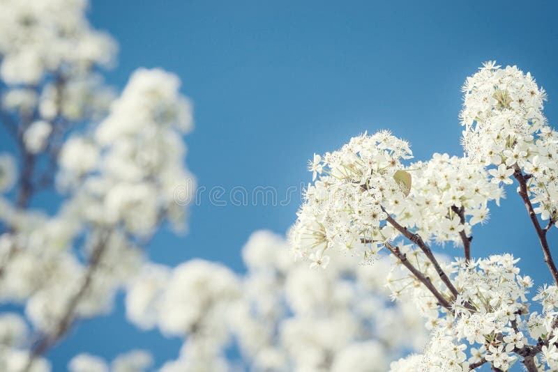 Closeup of white Bradford pear tree blossoms in spring