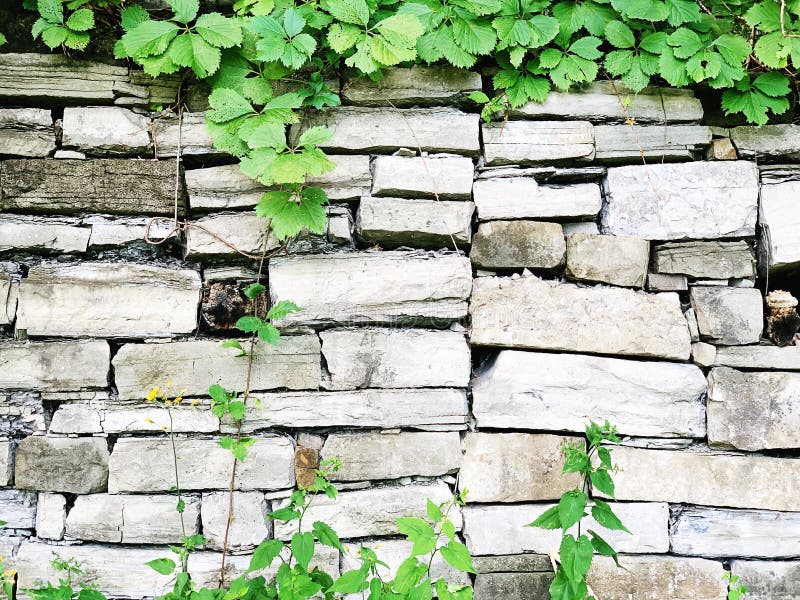 Closeup of White Brick Wall with Plants Stock Image Image of roots