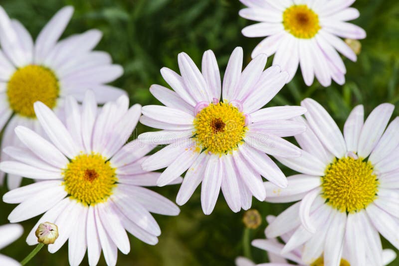 Closeup of white cape daisy royalty free stock image