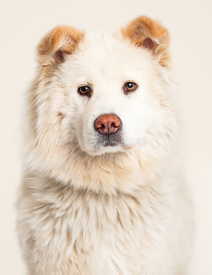 Closeup White Chow Mixed Breed Dog Stock Photo Image of