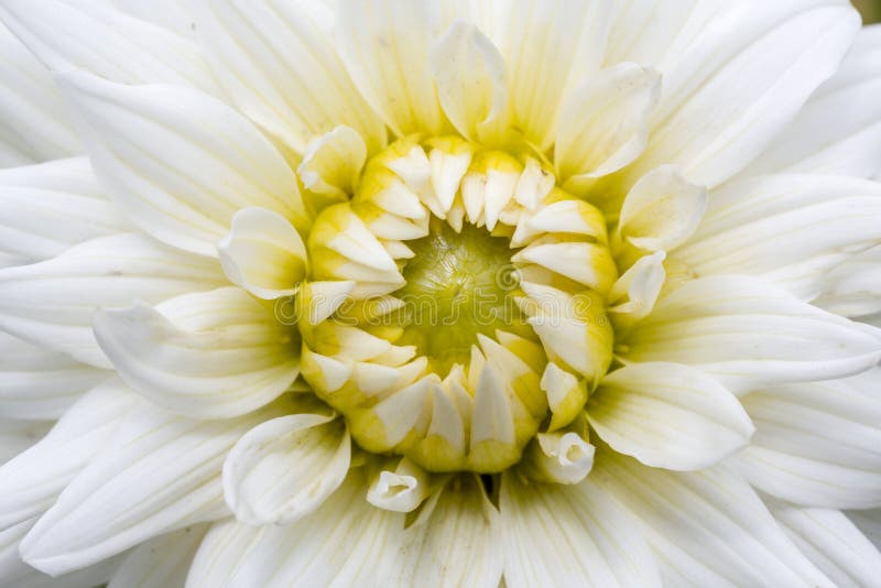 Closeup of a white chrysanthemum in a fence