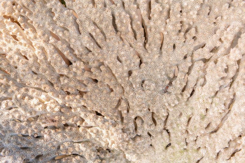Closeup of white corals, Coral texture