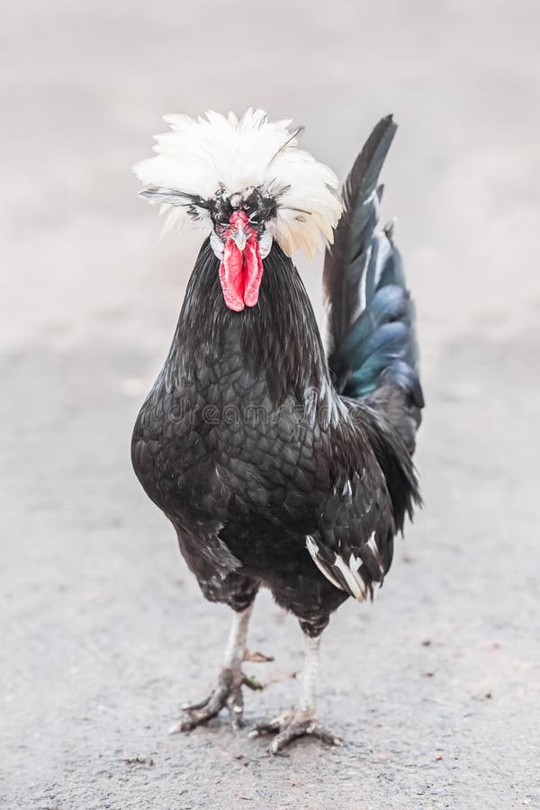 Ugly Rooster Stock Photos Free & RoyaltyFree Stock Photos from