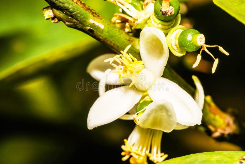 Closeup of White Flower Lemon ,Lime Blossom on Tree Stock Image Image