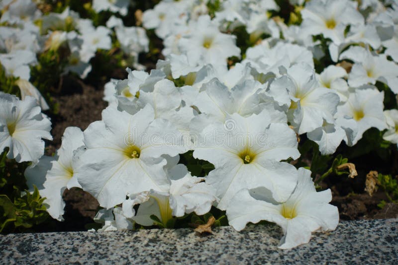 Closeup of White Flowers of Petunias in June Stock Photo Image of