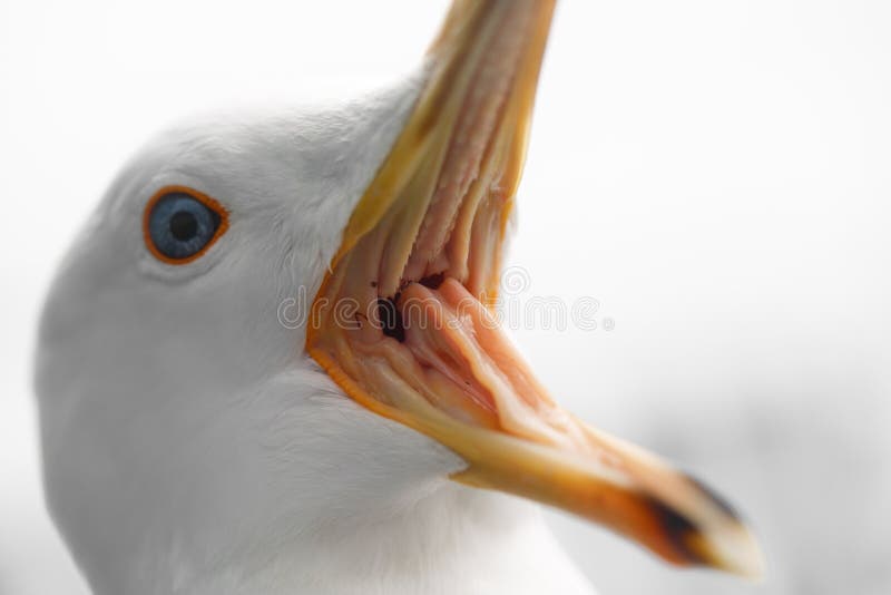 Macro shot of a screaming seagull. Many sharp teeth visible.
