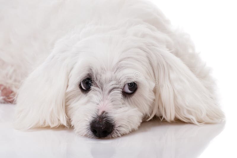 Closeup white maltese dog lying and with sad eyes looking aside