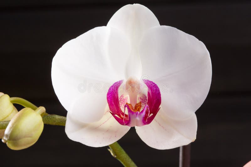 Free Images : nature, blossom, white, flower, petal, botany, yellow, flora, clos