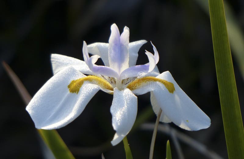 Download closeup white purple and yellow flower stock photo image of isolate beauty Download closeup white purple and yellow flower stock photo image of isolate beauty