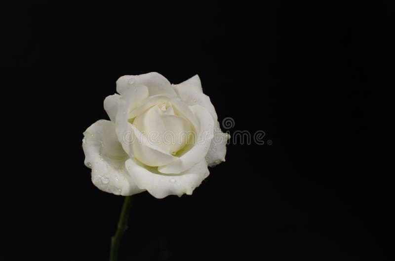 Closeup of White Rose on Black Background Stock Photo Image of bloom