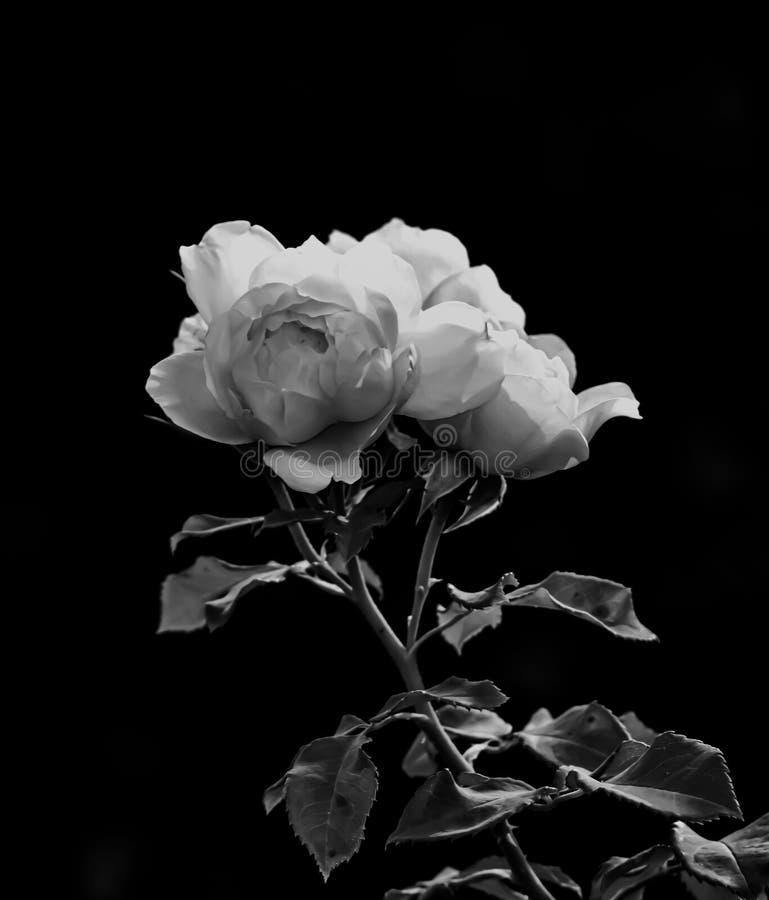 Closeup of White Rose in Black Background Stock Photo Image of bright