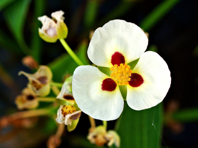Yellow Aztec Lili & White Roses Yellow Aztec Lili & White Roses