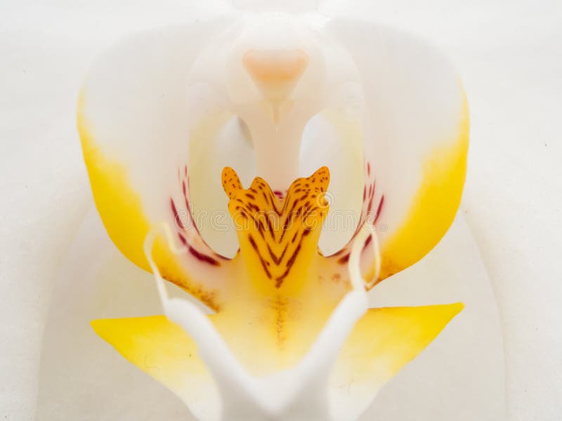 Closeup of White and Yellow Orchid Stock Image Image of colorful, petal 44225795