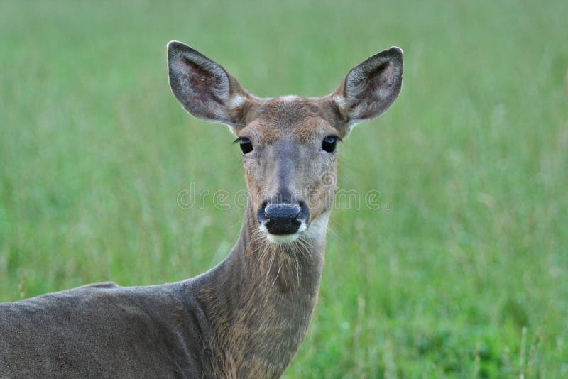 Closeup of Whitetail Deer Doe royalty free stock photos Closeup of Whitetail Deer Doe royalty free stock photos