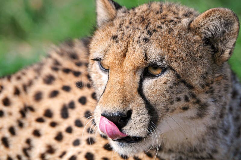 Closeup of a Wild Cheetahs Licking Its Nose in Savannah in Africa Stock ...