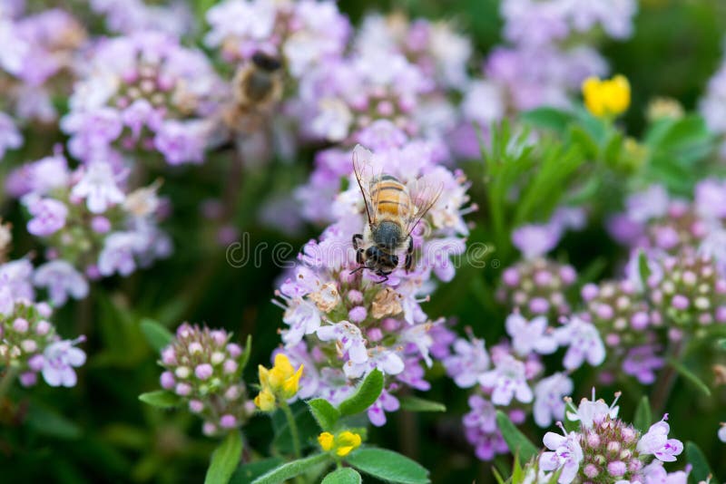 Closeup of Wild Thyme with a Bee Stock Photo Image of cooking, garden