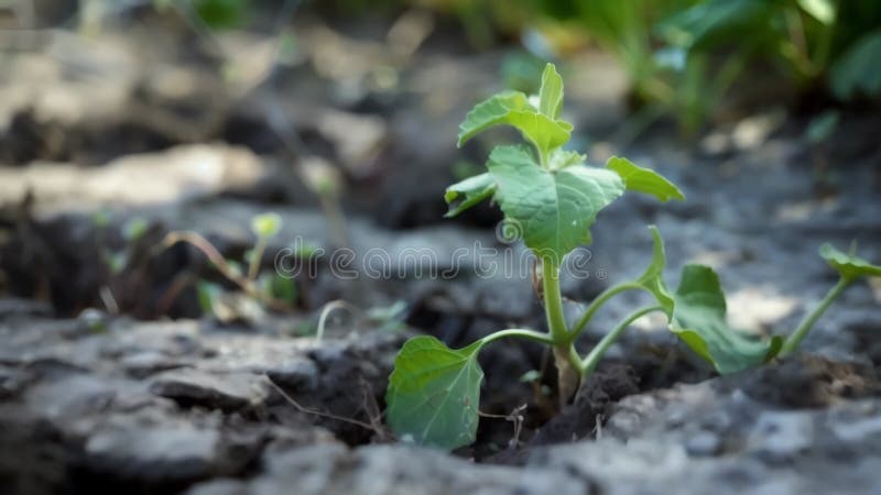 A closeup of a wilted plant and cracked soil in a neglected city garden. Despite having access to water the plant